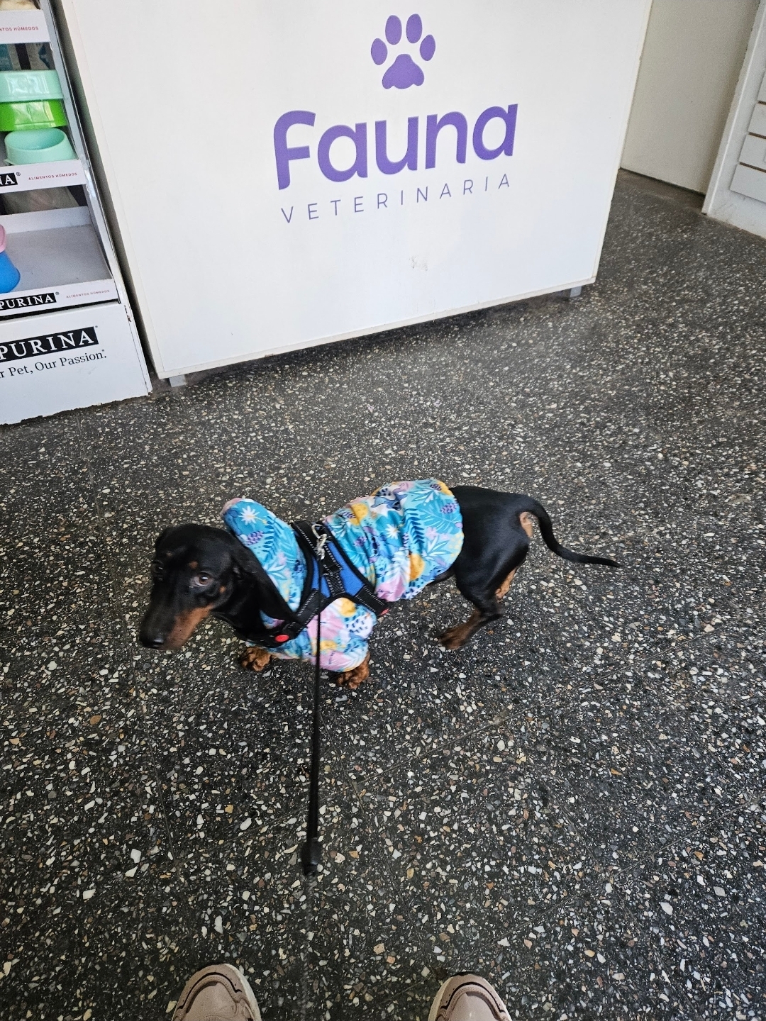 Atención veterinaria profesional y cariñosa en Veterinaria Fauna